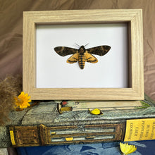 Load image into Gallery viewer, Female Lesser Deaths Head Hawk Moth/Acherontia Styx Entomology Taxidermy in Shadow Frame
