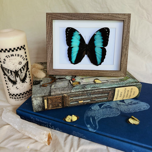 Morpho Achilles Entomology Taxidermy Butterfly in Shadow Frame