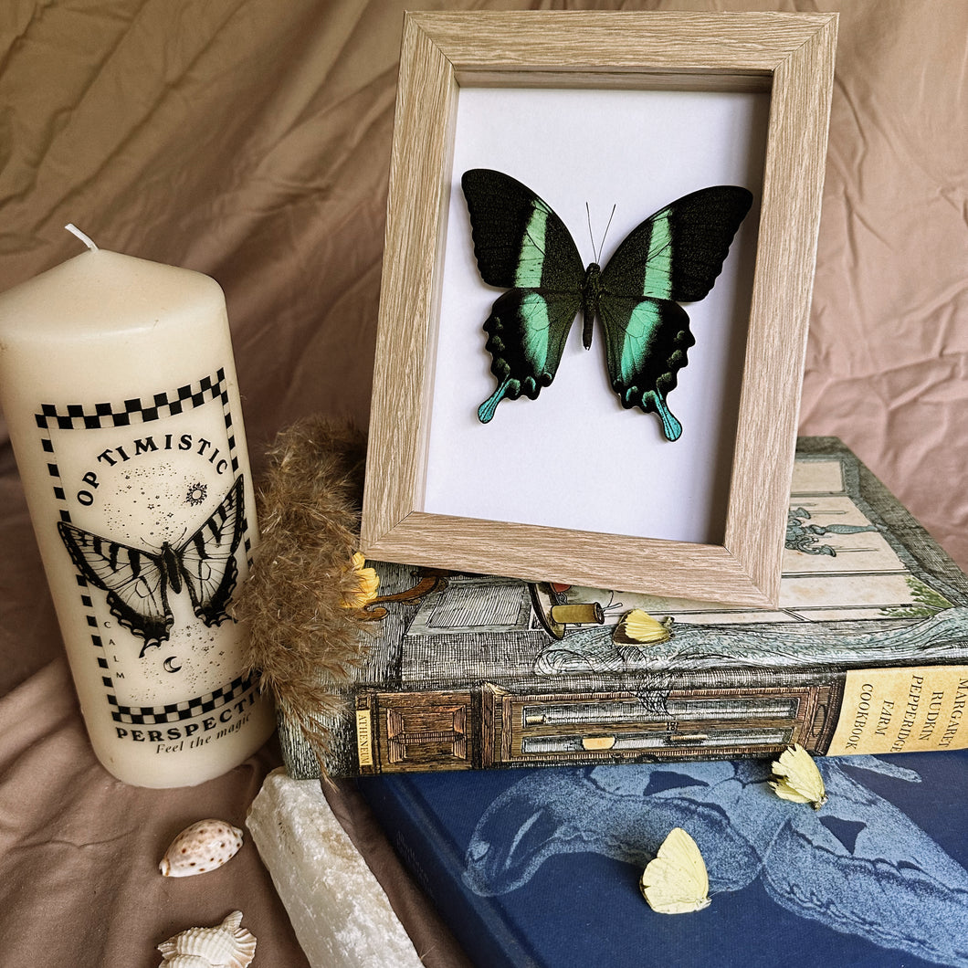 Papilio Blumei Entomology Taxidermy Butterfly in Shadow Frame