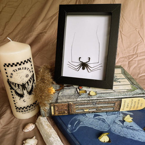 Amblypygi Spider Entomology Taxidermy Bug in Shadow Frame