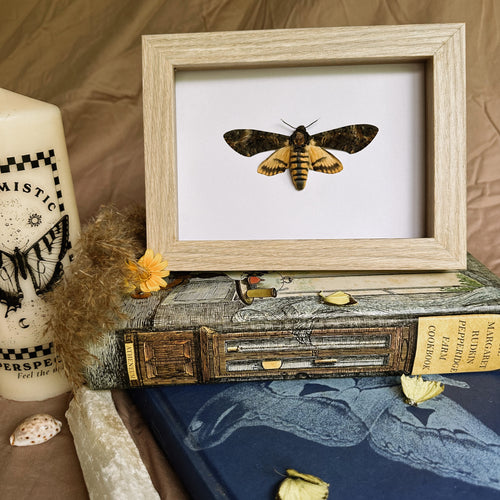 Female Lesser Deaths Head Hawk Moth/Acherontia Styx Entomology Taxidermy in Shadow Frame