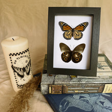 Load image into Gallery viewer, Duo Butterfly Frame - Entomology Taxidermy Butterfly in Shadow Frame
