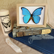 Load image into Gallery viewer, Morpho Menelaus Didius/ Giant Blue Morpho Entomology Taxidermy Butterfly in Shadow Frame
