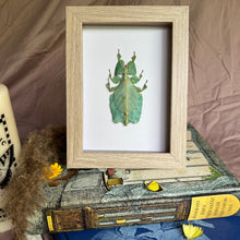 Load image into Gallery viewer, Phyllium Pulchrifolium/Gray&#39;s Leaf Insect Entomology Taxidermy Bug in Shadow Frame
