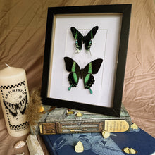 Load image into Gallery viewer, Butterfly/Moth Duo Entomology Taxidermy in Shadow Frame
