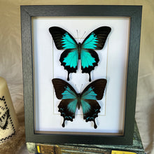 Load image into Gallery viewer, Female and Male duo Papilio Ulysses/Blue Emperor Entomology Taxidermy Butterfly in Shadow Frame
