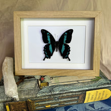 Load image into Gallery viewer, Papilio Oribazus Taxidermy Butterfly in Shadow Frame
