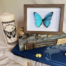 Load image into Gallery viewer, Morpho Marcus/Morpho Adonis Entomology Taxidermy Butterfly in Shadow Frame
