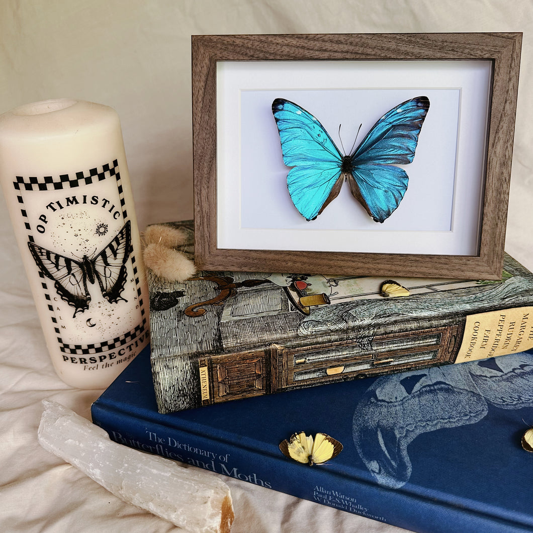 Morpho Marcus/Morpho Adonis Entomology Taxidermy Butterfly in Shadow Frame