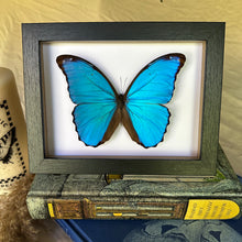 Load image into Gallery viewer, Morpho Menelaus Didius/ Giant Blue Morpho Entomology Taxidermy Butterfly in Shadow Frame
