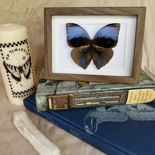 Zeuxidia Aurelius Aurelius Entomology Taxidermy Butterfly in Shadow Frame