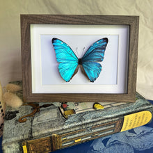 Load image into Gallery viewer, Morpho Marcus/Morpho Adonis Entomology Taxidermy Butterfly in Shadow Frame
