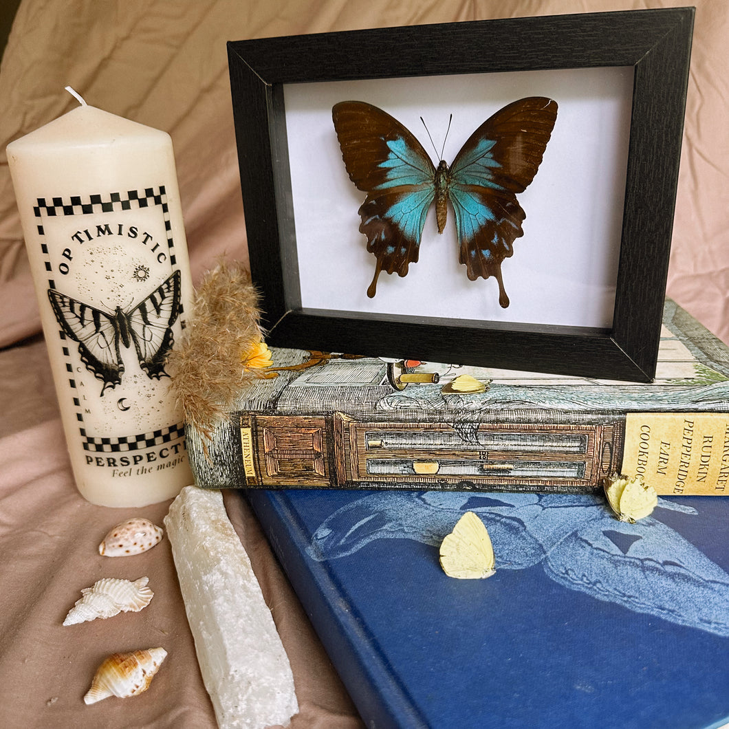 Female Papilio Ulysses Telegonus Entomology Taxidermy Butterfly in Shadow Frame