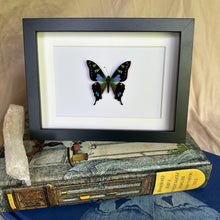 Load image into Gallery viewer, Graphium Weiskei Entomology Taxidermy Butterfly in Shadow Frame
