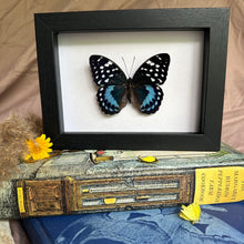 Load image into Gallery viewer, Lexias satrapes satrapes Entomology Taxidermy Butterfly in Shadow Frame
