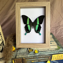 Load image into Gallery viewer, Papilio Blumei Entomology Taxidermy Butterfly in Shadow Frame
