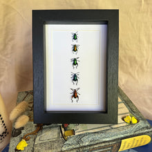 Load image into Gallery viewer, Sagra Longicollies Beetle Entomology Taxidermy in Shadow Frame
