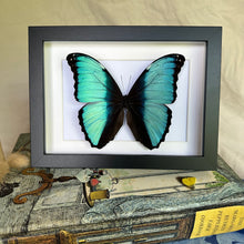 Load image into Gallery viewer, Morpho Deidamia Entomology Taxidermy Butterfly in Shadow Frame
