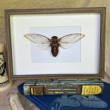 Load image into Gallery viewer, Pomponia Imperatoria/Empress Cicada Entomology Taxidermy in Shadow Frame
