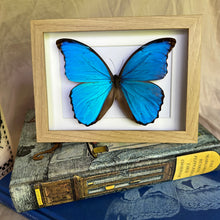 Load image into Gallery viewer, Morpho Menelaus Didius/ Giant Blue Morpho Entomology Taxidermy Butterfly in Shadow Frame
