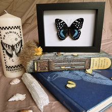 Load image into Gallery viewer, Lexias satrapes satrapes Entomology Taxidermy Butterfly in Shadow Frame
