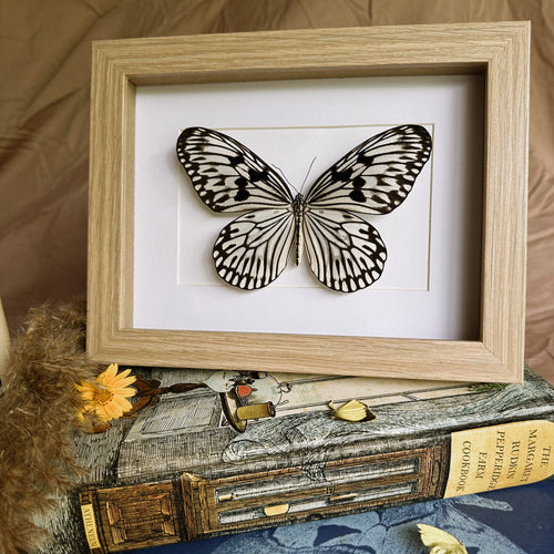 Idea Idea/Tree Nymph Entomology Taxidermy Butterfly in Shadow Frame