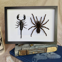 Load image into Gallery viewer, Scorpion / Tarantula Duo Entomology Taxidermy in Shadow Frame
