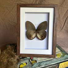 Load image into Gallery viewer, Taenaris Urania Pandemos Entomology Taxidermy Butterfly in Shadow Frame
