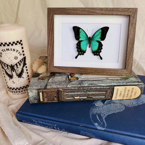 Papilio Lorquinianus / Sea Green Swallowtail Entomology Taxidermy Butterfly in Shadow Frame