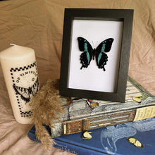 Load image into Gallery viewer, Papilio Oribazus Taxidermy Butterfly in Shadow Frame
