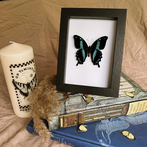 Papilio Oribazus Taxidermy Butterfly in Shadow Frame