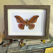 Load image into Gallery viewer, Antherina Suraka Entomology Taxidermy Moth in Shadow Frame
