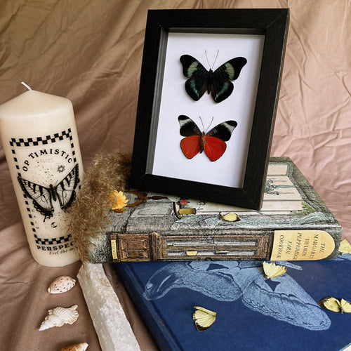 Duo Panacea Prola Entomology Taxidermy Butterfly in Shadow Frame