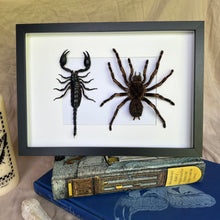 Load image into Gallery viewer, Scorpion / Tarantula Duo Entomology Taxidermy in Shadow Frame
