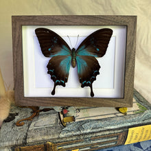 Load image into Gallery viewer, Female Papilio Ulysses/Blue Emperor Entomology Taxidermy Butterfly in Shadow Frame
