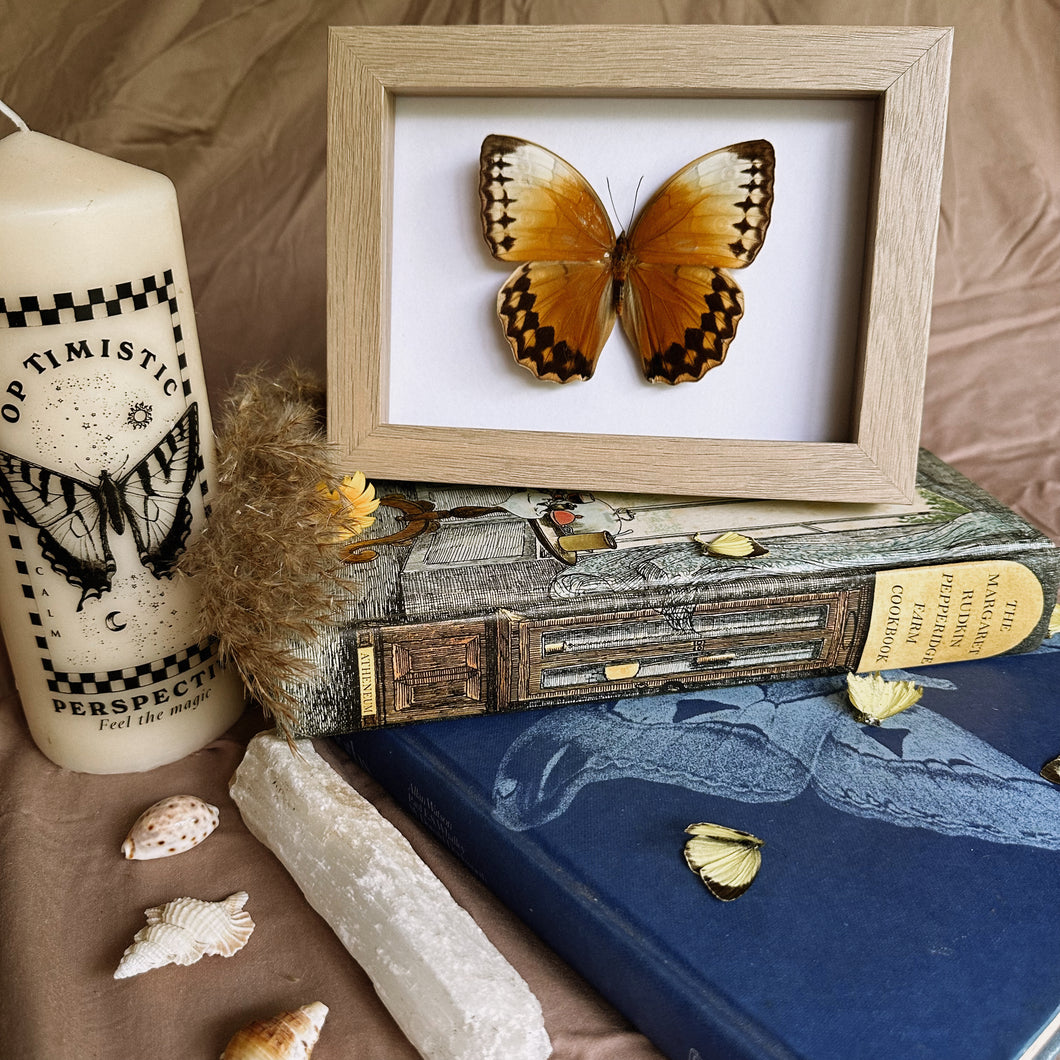 Stichophthalma Louisa Entomology Taxidermy Butterfly in Shadow Frame