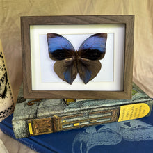 Load image into Gallery viewer, Zeuxidia Aurelius Aurelius Entomology Taxidermy Butterfly in Shadow Frame
