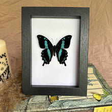 Load image into Gallery viewer, Papilio Oribazus Taxidermy Butterfly in Shadow Frame
