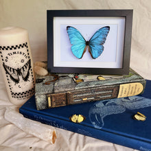 Load image into Gallery viewer, Morpho Marcus/Morpho Adonis Entomology Taxidermy Butterfly in Shadow Frame
