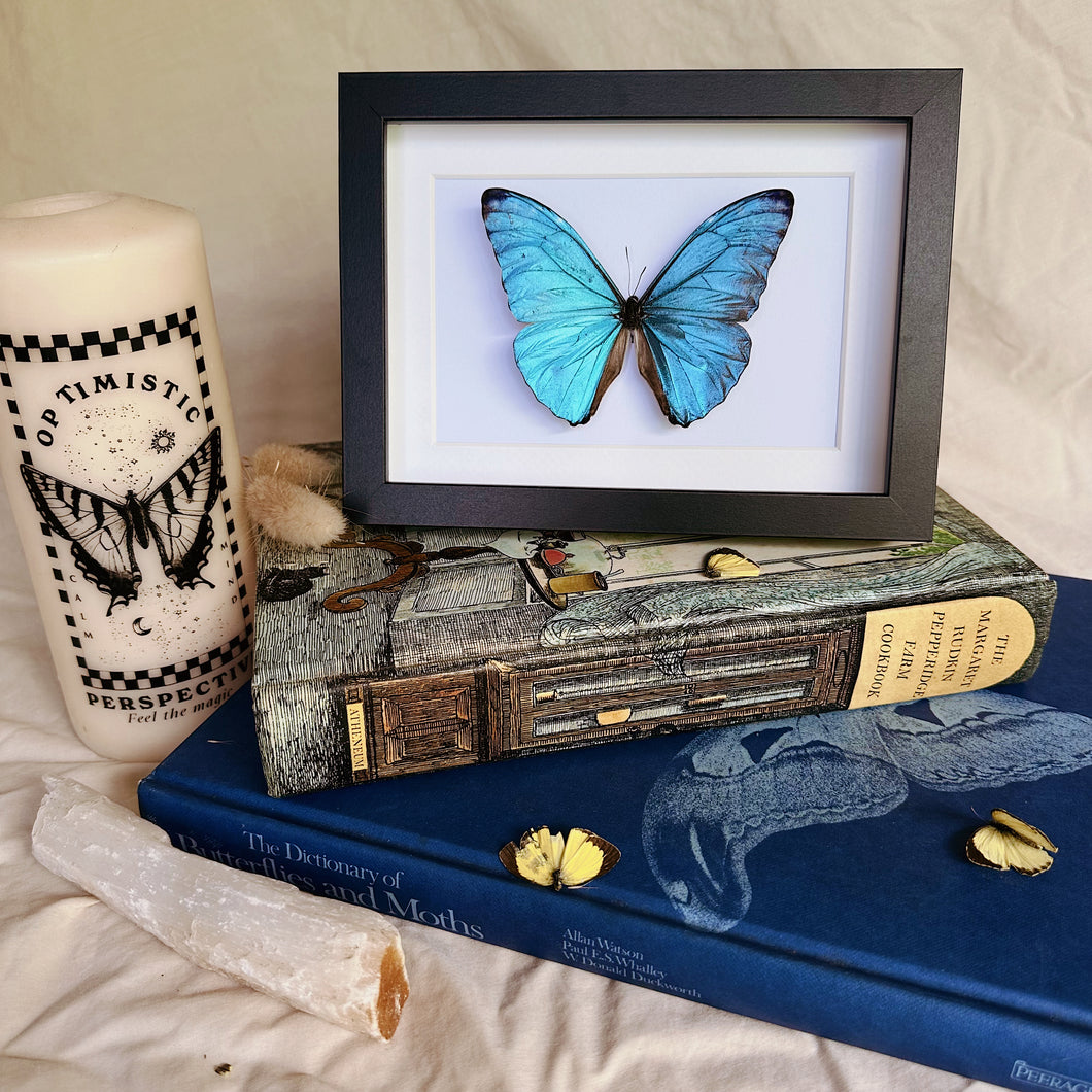 Morpho Marcus/Morpho Adonis Entomology Taxidermy Butterfly in Shadow Frame