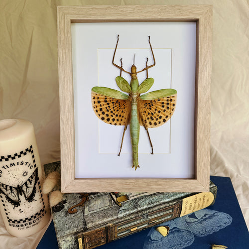 Paracyphocrania Major/Giant Winged Walking Stick Entomology Taxidermy in Shadow Frame