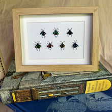 Load image into Gallery viewer, Sagra Longicollies Beetle Entomology Taxidermy in Shadow Frame
