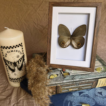 Load image into Gallery viewer, Taenaris Urania Pandemos Entomology Taxidermy Butterfly in Shadow Frame
