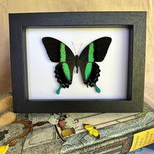 Load image into Gallery viewer, Papilio Blumei Entomology Taxidermy Butterfly in Shadow Frame
