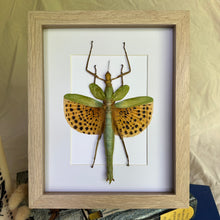 Load image into Gallery viewer, Paracyphocrania Major/Giant Winged Walking Stick Entomology Taxidermy in Shadow Frame
