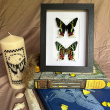 Load image into Gallery viewer, Duo Madagascan Sunset Moths/Urania Ripheus Entomology Taxidermy in Shadow Frame
