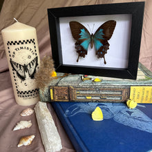 Load image into Gallery viewer, Female Papilio Ulysses Telegonus Entomology Taxidermy Butterfly in Shadow Frame
