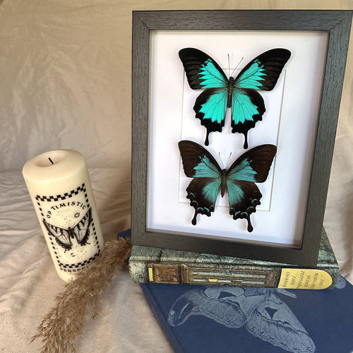 Female and Male duo Papilio Ulysses/Blue Emperor Entomology Taxidermy Butterfly in Shadow Frame