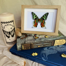 Load image into Gallery viewer, Madagascan Sunset Moths/Urania Ripheus Entomology Taxidermy in Shadow Frame
