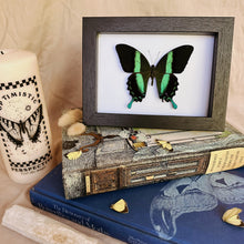 Load image into Gallery viewer, Papilio Blumei Entomology Taxidermy Butterfly in Shadow Frame
